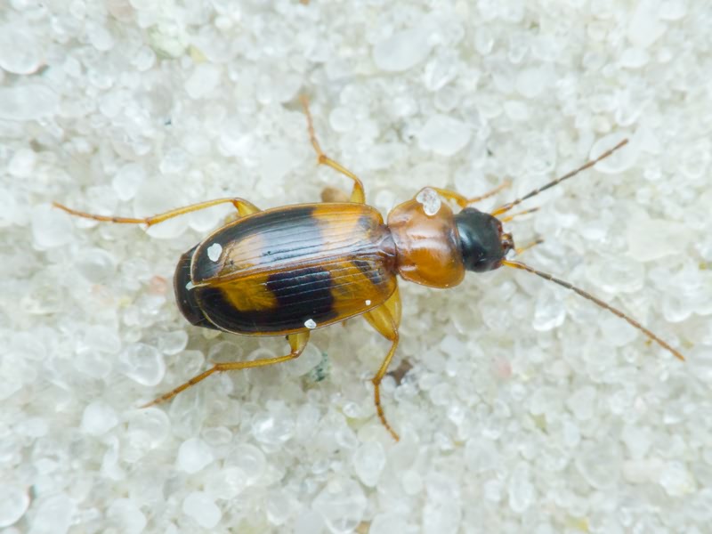 Badister (Badister) lacertosus Sturm, 1815